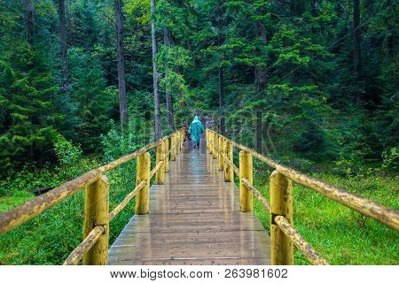 Tourist Woman Go By Handmade Wooden Bridge In Middle Of Forest Across River In Rain In Rain Suitcase