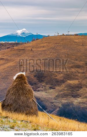 Haystack On A Step Slope. Mountain With Snowy Peak In The Distance. Gloomy Late Autumn In Mountainou