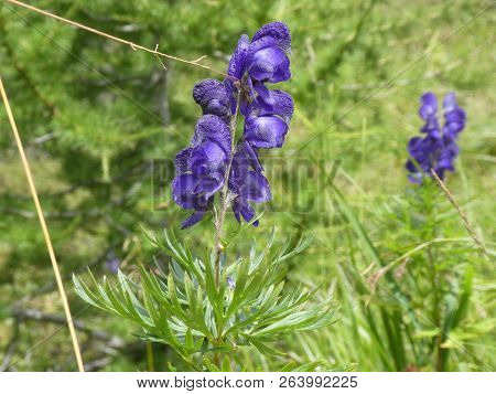 Monkshood Flower With Blue Blossom In The Mountains