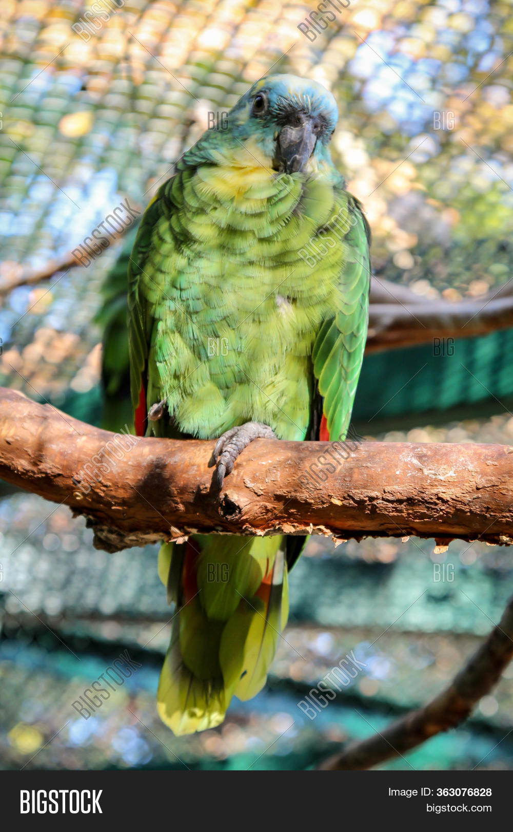 Parrot On Perch Aviary Image & Photo (Free Trial) Bigstock