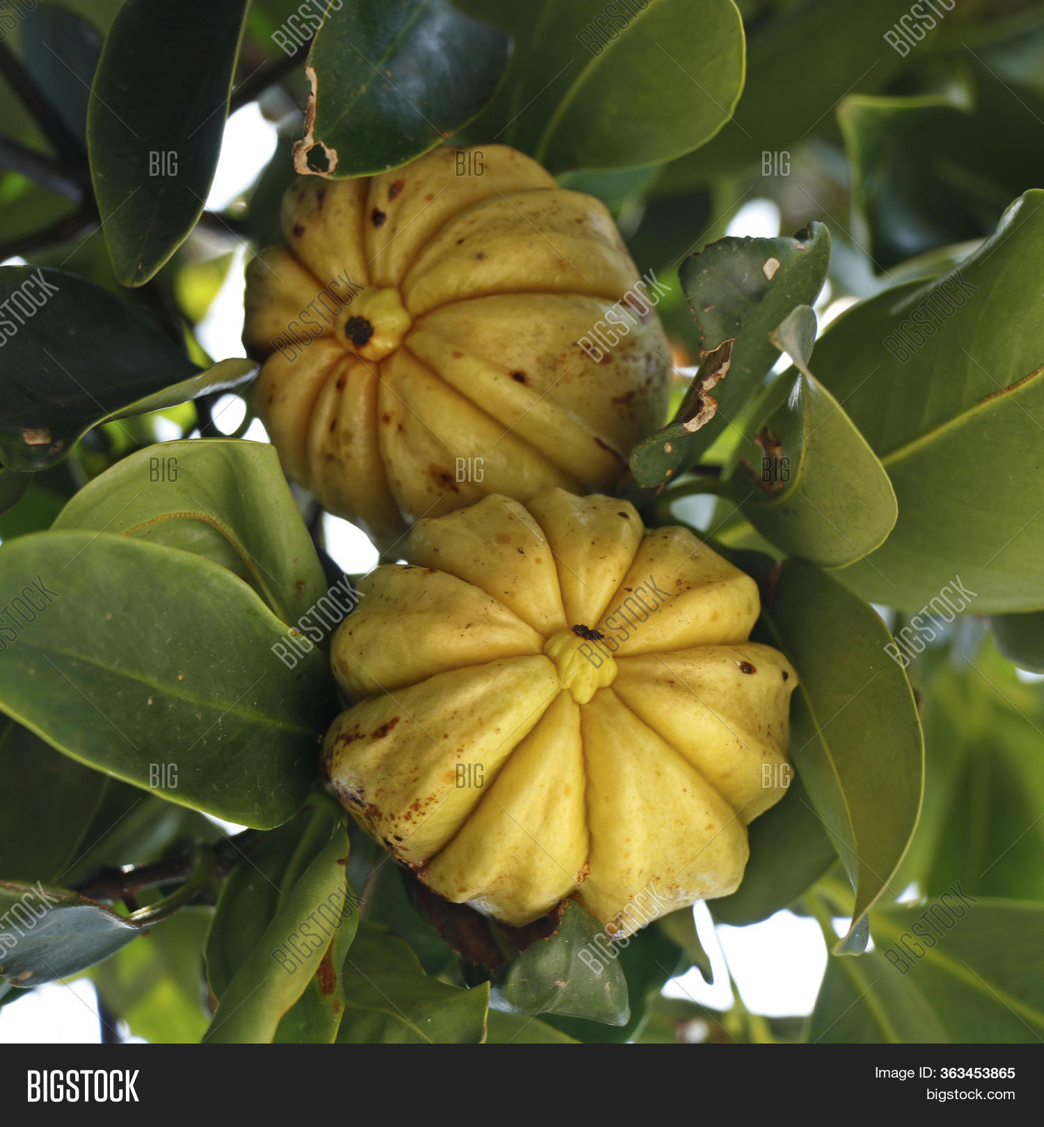 Garcinia Cambogia Fruit Tree - Garcinia Cambogia Hanging From A Tree In ...