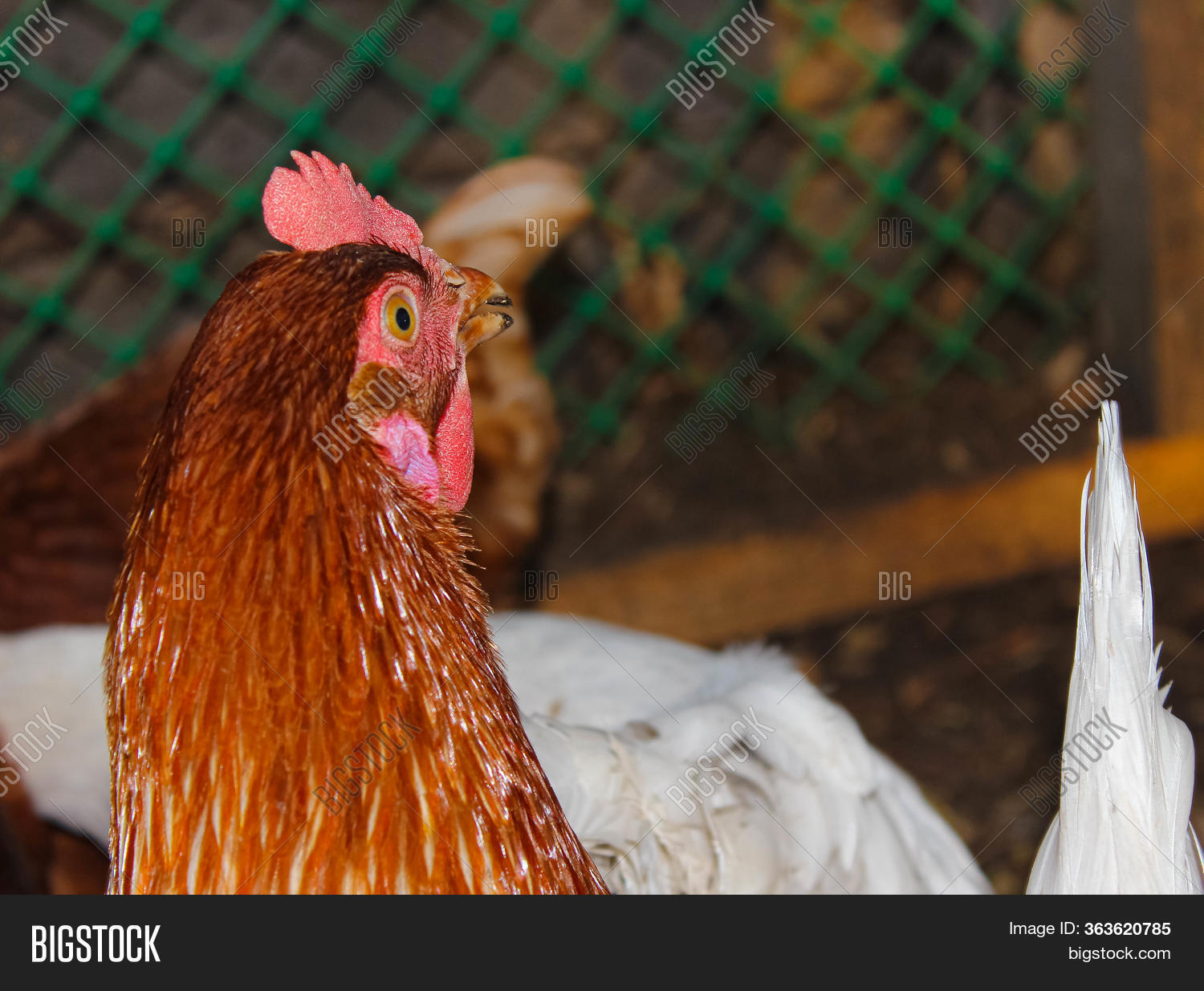 Red Hen Chicken Coop Image & Photo (Free Trial) Bigstock
