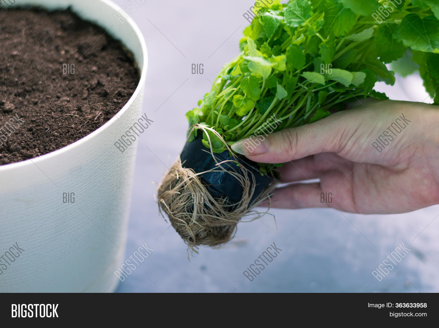 Planting Greens Pot Image & Photo (Free Trial) Bigstock