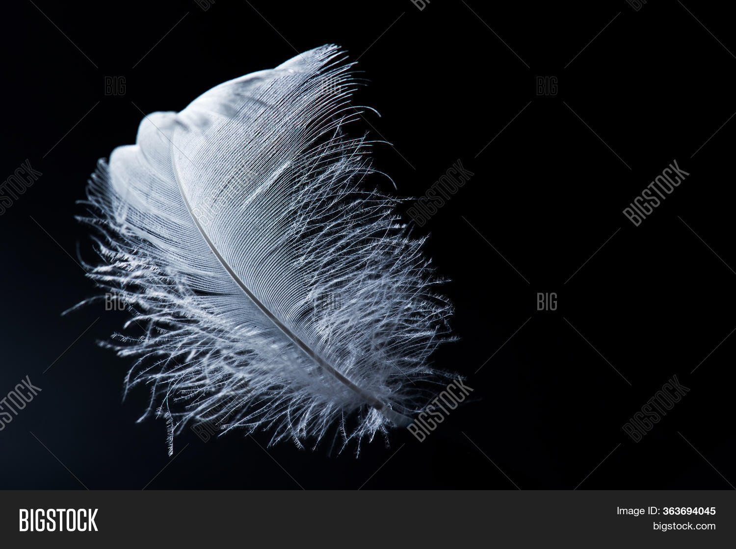 White Swan Feather Image & Photo (Free Trial) Bigstock