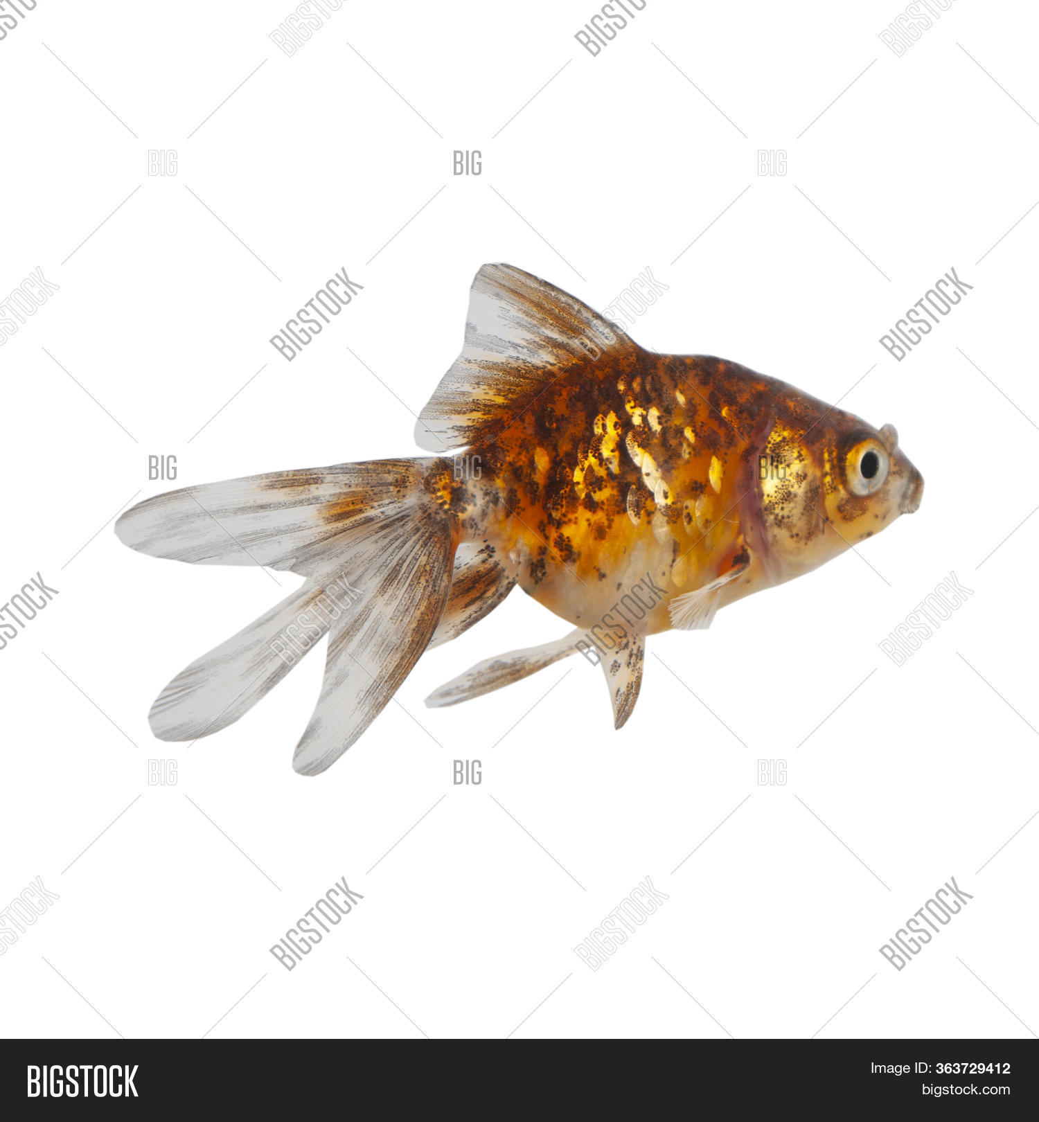 Goldfish Isolated On Image Photo Free Trial Bigstock
