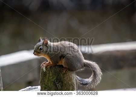 Douglas Squirrel, Squirrel, Douglas , Resting, Stud, Vancouver, Bc, Canada