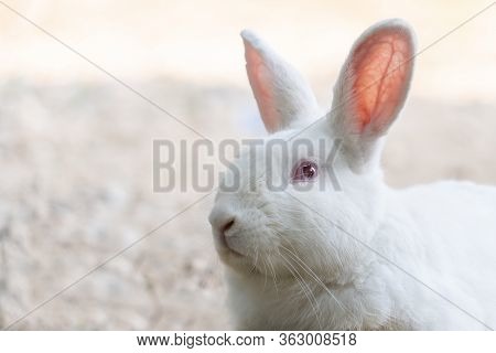White Rabbit Outdoors.close Up Bunny Rabbit In Agriculture Farm.rabbits Are Small Mammals In The Fam