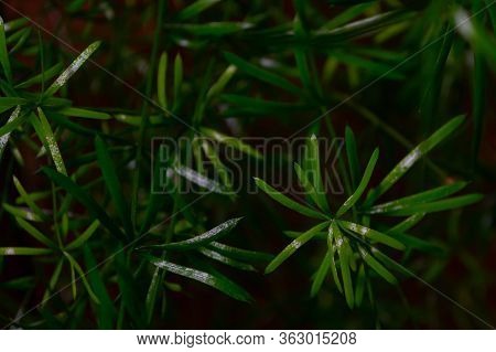 Asparagus Falcatus Houseplant In The Dark. Green-dark Background And Leaves And Gloom. Grow Home Pla