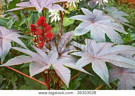 Castor Bean Pflanze BlÃ¼te