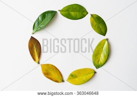 Green Tree Leaf Among Image & Photo (Free Trial) | Bigstock