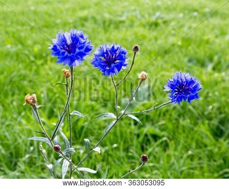 Cornflower, Centaurea Cyanus, Asteraceae. Cornflower Herb Or Bachelor Button Flower In Garden.