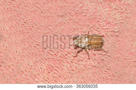 Closeup The Female Beetle (polyphylla Alba) Sitting On A Pink Towel With Blurred Background.