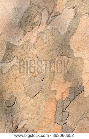 London Plane Bark - Latin Name - Platanus X Hispanica (platanus X Acerifolia)
