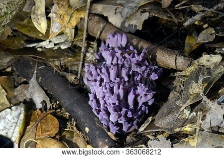 Luminous Purple Coral Fungi, Clavaria Zollingeri, Growing In Leaf Litter On Temperate Rainforest Flo