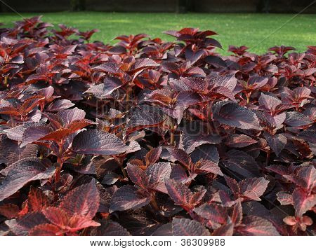 Coleus Nettle plant