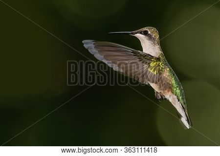 Ruby Throated Hummingbird Hovering In Flight Deep In The Green Forest