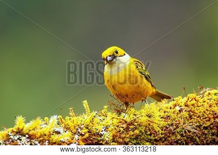 Silver-throated Tanager (tangara Icterocephala) Sitting On A Branch, Costa Rica