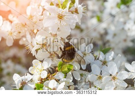 Bumblebee Collects Pollen On Apple Flowers Spring Time