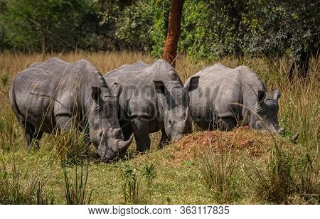 Three Adult Rhinos In A National Park Ziva Sanctuary
