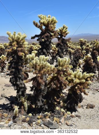 Sharp Prickly Spines Along A Cholla Cactus In The Desert.