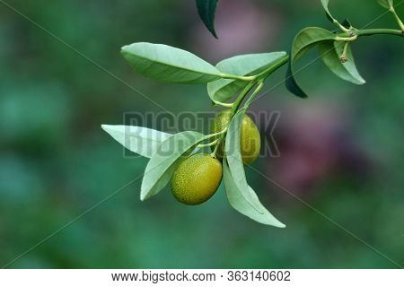 Kumquat Or Citrus Japonica Or Cumquat Slow Growing Evergreen Short Tree With Two Small Unripe Green 