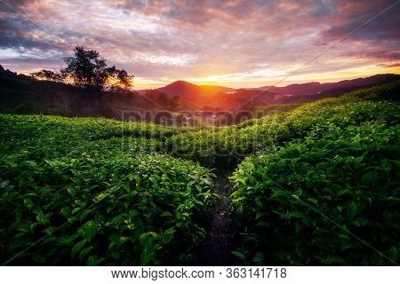 Tea Plantation