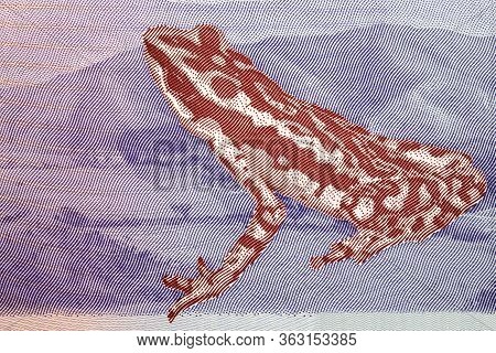 Veragua Stubfoot Toad A Portrait From Venezuelan Money