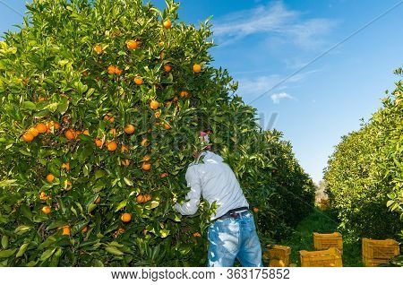 Orange Harvest Time