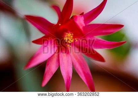 Macro And Shallow Depth Of Field (selective Focus) Image With The Flower Of A Red Christmas Cactus (
