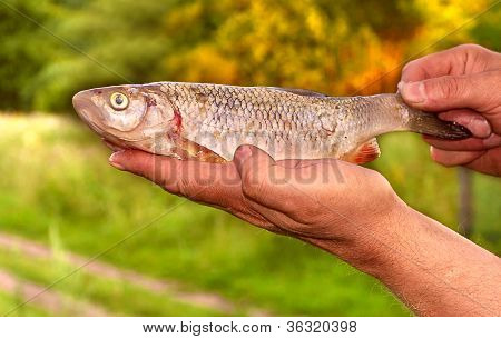 Fish Bream In Fishermen's Hands Nature On Background