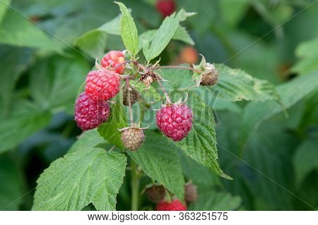 Ripe And Unripe Raspberry In The Fruit Garden. Growing Natural Bush Of Raspberry. Branch Of Raspberr
