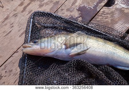 Freshwater Zander And Fishing Equipment Lies On Wooden Background..