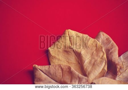 Dry Leaves Autumn Background, Luxury Leaves Red Background.