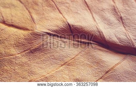 Dry Leaf Autumn Background Park And Outdoor
