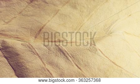 Dry Golden Leaf  Texture Autumn Fall Summer