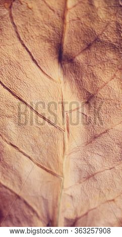 Dry Golden Leaf Texture Autumn Summer Fall
