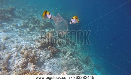 Ocean pollution with pastic is dangerous for fish and other creatures