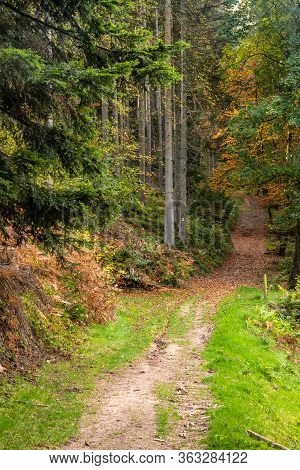 Trail With Pine Trees In Black Forest Around Forbach Village
