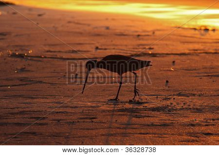 Maçarico ao pôr do sol