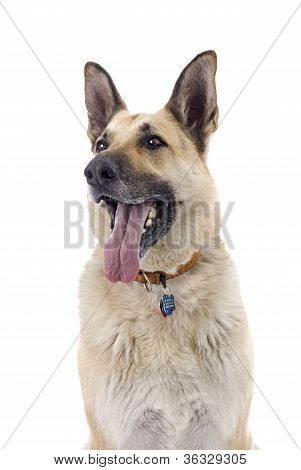 German Shepherd On White