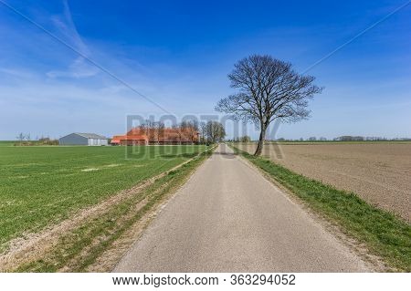 Lone Tree And Road In The Flat Landscape Of Groningen, Netherlands