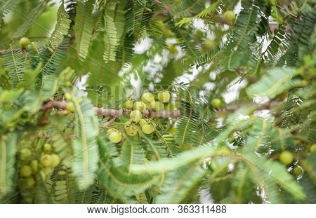 Indian Gooseberries Or Amla Fruit On Tree With Green Leaf / Phyllanthus Emblica Traditional Indian G