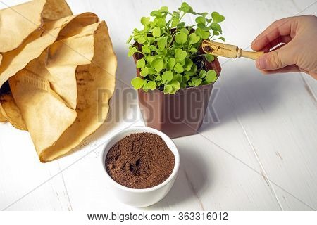 Recycling Waste From Ground Coffee. Used Coffee Grounds As Fertilizer Micro Greens In Pot On White W