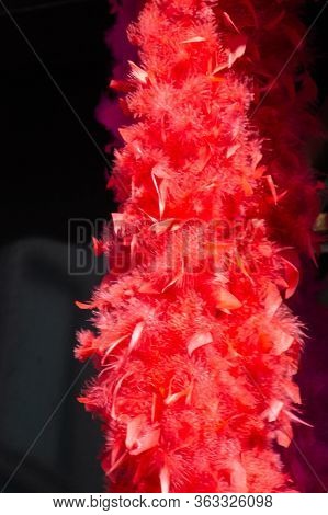 Beautiful Bird Feathers For Decorative Purposes In The View