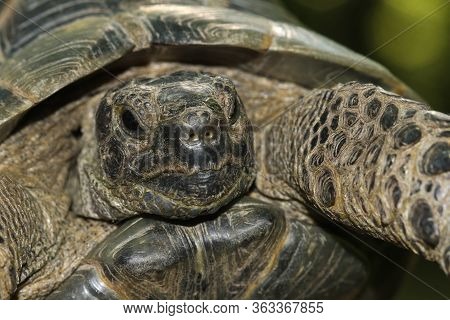 Clčose Up Of Greek Tortoise, Testudo Graeca