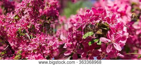 Fragment Of The Branches On The Flowering Paradise Apple Tree Close-up, Panoramic View
