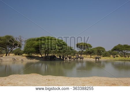 Billabong In Tanzania With Elephants Under Baobabs