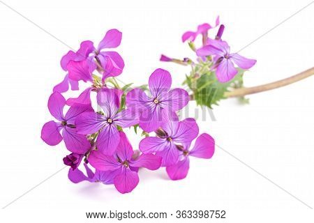 Annual Honesty Flowers Isolated On White Background