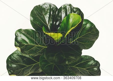 Ficus Lyrata. Beautiful Fiddle Leaf Tree Leaves On White Background. Fresh New Green Leaves Growing