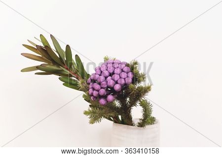 Brunia Plant And Green Branches In Ceramic Vase On White Background. Unusual Creative Flower. Home D